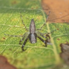 Helpis minitabunda (Threatening jumping spider) at Acton, ACT - 4 Nov 2018 by Alison Milton