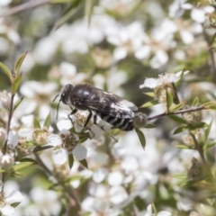 Bembix sp. (genus) (Unidentified Bembix sand wasp) at Acton, ACT - 4 Nov 2018 by Alison Milton