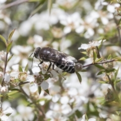 Bembix sp. (genus) (Unidentified Bembix sand wasp) at Acton, ACT - 4 Nov 2018 by AlisonMilton