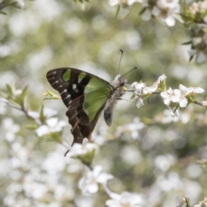 Graphium macleayanum at Acton, ACT - 4 Nov 2018