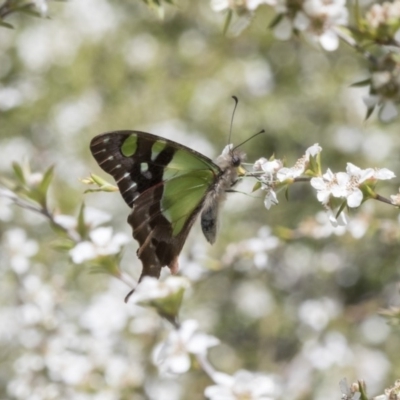 Graphium macleayanum (Macleay's Swallowtail) at ANBG - 4 Nov 2018 by Alison Milton