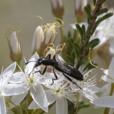 Eleale aspera (Clerid beetle) at Acton, ACT - 4 Nov 2018 by AlisonMilton