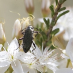 Eleale aspera at Acton, ACT - 4 Nov 2018