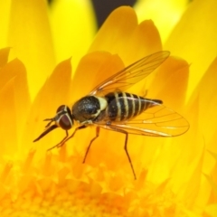 Australiphthiria hilaris (Slender Bee Fly) at ANBG - 19 Nov 2018 by TimL