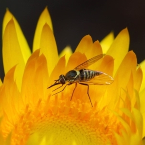 Australiphthiria hilaris at Acton, ACT - 19 Nov 2018