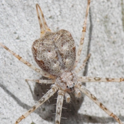 Tamopsis sp. (genus) (Two-tailed spider) at Hackett, ACT - 19 Nov 2018 by Tim L