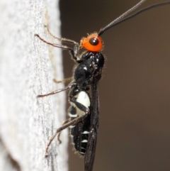 Callibracon capitator (White Flank Black Braconid Wasp) at ANBG - 18 Nov 2018 by Tim L