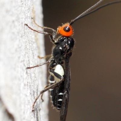 Callibracon capitator (White Flank Black Braconid Wasp) at Acton, ACT - 18 Nov 2018 by Tim L