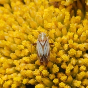 Miridae (family) at Acton, ACT - 12 Nov 2018