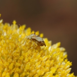 Miridae (family) at Acton, ACT - 12 Nov 2018