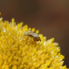 Miridae (family) at Acton, ACT - 12 Nov 2018