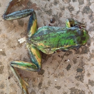 Litoria aurea at Bawley Point, NSW - suppressed