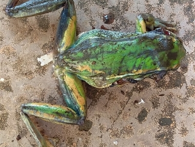 Litoria aurea (Green and Golden Bell Frog) at Bawley Point, NSW - 8 Nov 2018 by GLemann