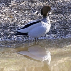 Chenonetta jubata (Australian Wood Duck) at Majura, ACT - 2 Sep 2018 by jb2602