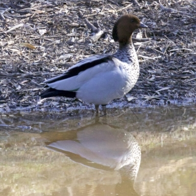 Chenonetta jubata (Australian Wood Duck) at Mount Ainslie - 2 Sep 2018 by jb2602