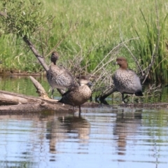 Chenonetta jubata (Australian Wood Duck) at Jerrabomberra Wetlands - 19 Nov 2018 by jbromilow50