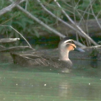 Anas superciliosa (Pacific Black Duck) at Jerrabomberra Wetlands - 19 Nov 2018 by jbromilow50