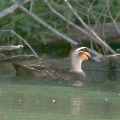 Anas superciliosa (Pacific Black Duck) at Campbell, ACT - 19 Nov 2018 by jb2602