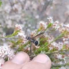 Hesthesis sp. (genus) (Wasp-mimic longicorn beetle) at Pine Island to Point Hut - 15 Nov 2018 by LukeMcElhinney