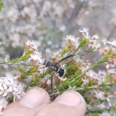 Hesthesis sp. (genus) (Wasp-mimic longicorn beetle) at Greenway, ACT - 15 Nov 2018 by LukeMcElhinney