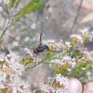 Hesthesis sp. (genus) at Greenway, ACT - 15 Nov 2018