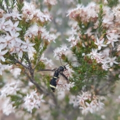 Hesthesis sp. (genus) at Greenway, ACT - 15 Nov 2018 02:49 PM