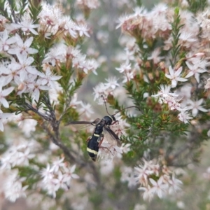 Hesthesis sp. (genus) at Greenway, ACT - 15 Nov 2018 02:49 PM