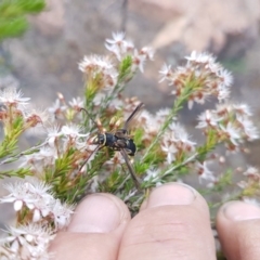 Hesthesis sp. (genus) at Greenway, ACT - 15 Nov 2018