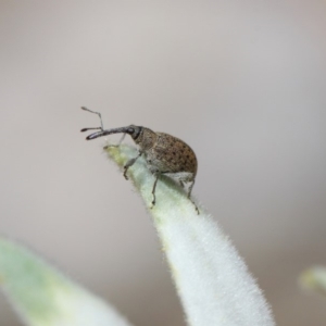 Meriphus fullo at Acton, ACT - 19 Nov 2018 11:03 AM