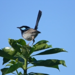 Malurus cyaneus (Superb Fairywren) at Tathra, NSW - 4 Feb 2015 by SteveMills