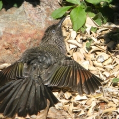 Anthochaera chrysoptera (Little Wattlebird) at Tathra, NSW - 5 Mar 2015 by SteveMills