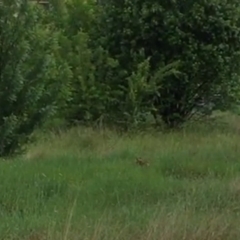 Vulpes vulpes (Red Fox) at Melba, ACT - 21 Nov 2018 by dhkmapr