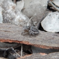 Maratus calcitrans at Aranda, ACT - 20 Nov 2018