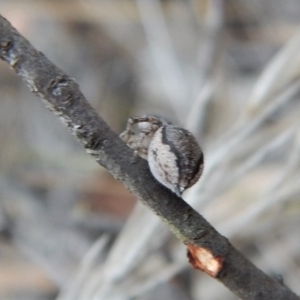 Maratus calcitrans at Aranda, ACT - 20 Nov 2018