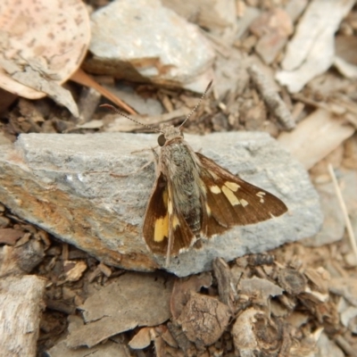 Trapezites phigalioides (Montane Ochre) at Dunlop, ACT - 20 Nov 2018 by CathB