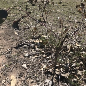 Acrodipsas myrmecophila at suppressed - suppressed