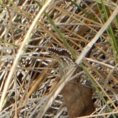 Neolucia agricola at Dunlop, ACT - 20 Nov 2018 03:03 PM