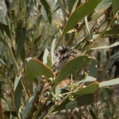 Neolucia agricola at Dunlop, ACT - 20 Nov 2018 03:03 PM