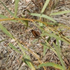 Neolucia agricola at Dunlop, ACT - 20 Nov 2018 03:03 PM