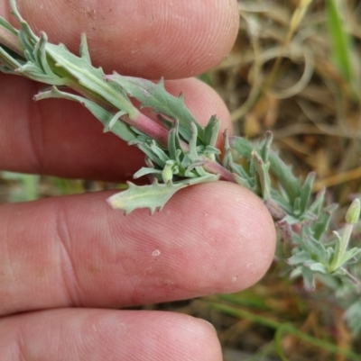 Epilobium billardiereanum subsp. cinereum (Hairy Willow Herb) at Goorooyarroo NR (ACT) - 21 Nov 2018 by nath_kay