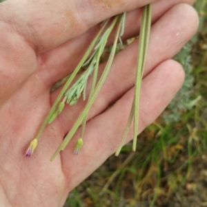 Epilobium billardiereanum subsp. cinereum at Amaroo, ACT - 21 Nov 2018