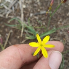 Tricoryne elatior (Yellow Rush Lily) at Goorooyarroo NR (ACT) - 21 Nov 2018 by nath_kay