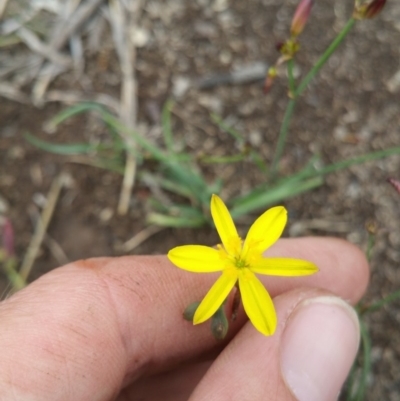 Tricoryne elatior (Yellow Rush Lily) at Amaroo, ACT - 21 Nov 2018 by nath_kay