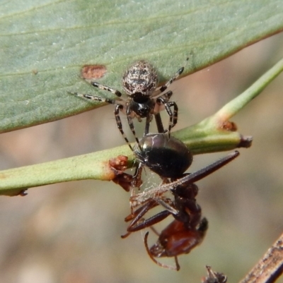 Euryopis sp. (genus) (An ant eating spider) at Aranda Bushland - 20 Nov 2018 by CathB