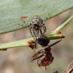 Euryopis sp. (genus) (An ant eating spider) at Dunlop, ACT - 20 Nov 2018 by CathB