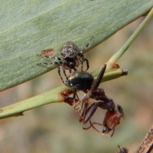 Euryopis sp. (genus) at Dunlop, ACT - 20 Nov 2018 03:04 PM