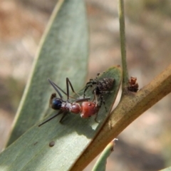 Euryopis sp. (genus) at Dunlop, ACT - 20 Nov 2018