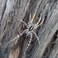 Nyssus coloripes (Spotted Ground Swift Spider) at Aranda Bushland - 20 Nov 2018 by CathB