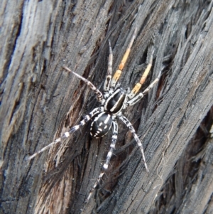 Nyssus coloripes at Dunlop, ACT - 20 Nov 2018 03:17 PM