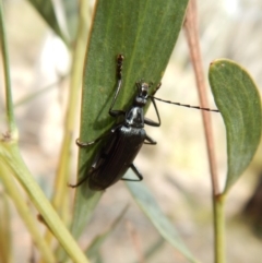 Tanychilus sp. (genus) (Comb-clawed beetle) at Aranda Bushland - 20 Nov 2018 by CathB